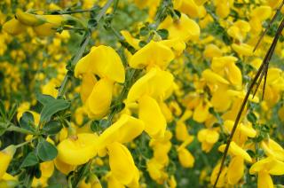 yellow flowering plant